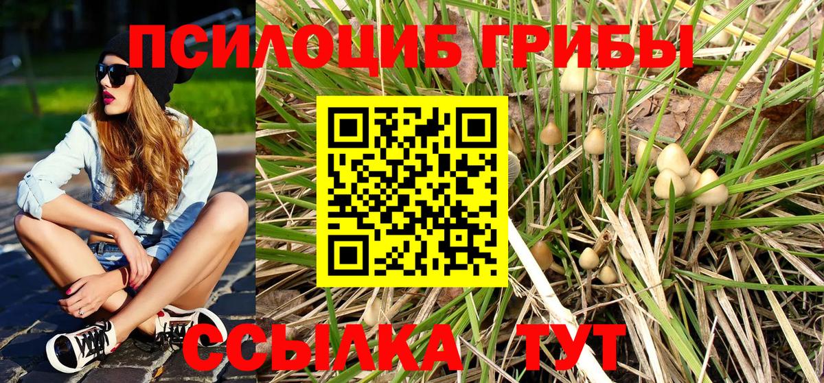 Псилоцибиновые грибы Psilocybe Кыштым